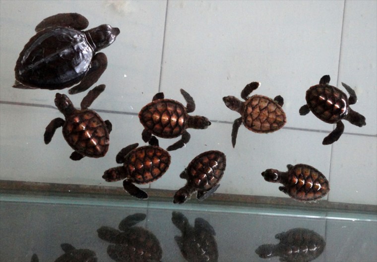 kehidupan kura-kura yang dilindungi di Gili Trawangan