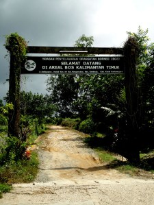 Borneo Orang Utan Survival