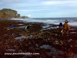 disore hari,disaat air laut surut,warga lokal mencari kerang untuk lauk pauk