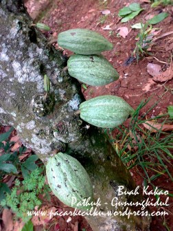 Buah Kakao 