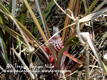 Air Terjun Banyu Nibo
