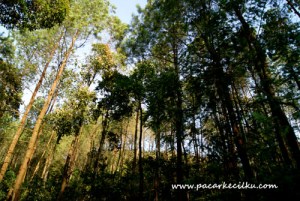 jalan menuju Curug Mrawu