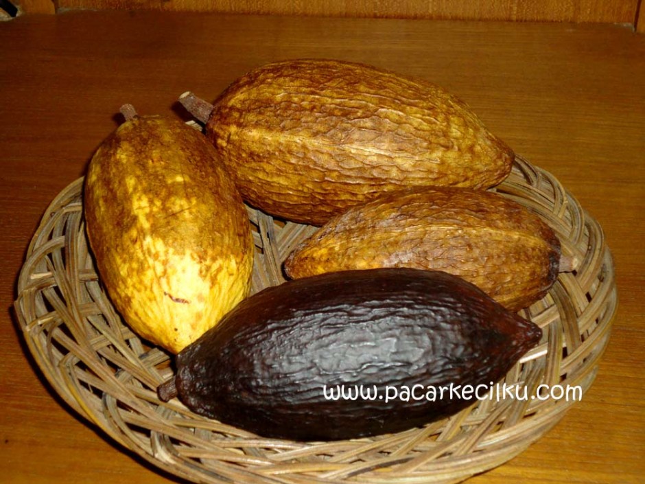 buah kakao