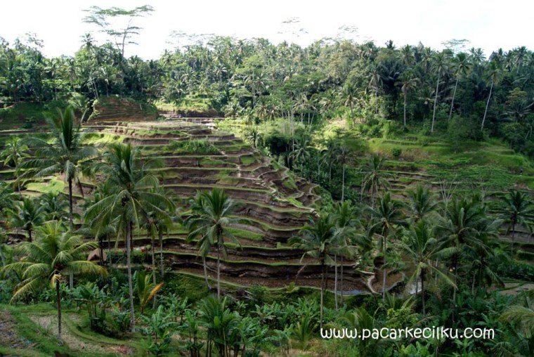 Ceking Terrace Tegallalang
