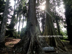sepasang pohon jodoh di Kebun Raya Bogor