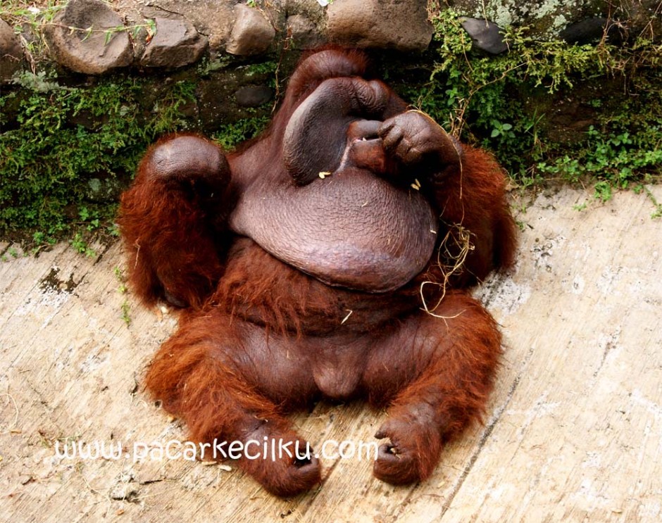 Kebun Binatang Ragunan Jakarta