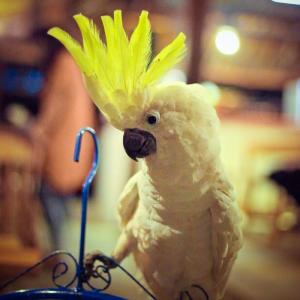 Koki Joni Pasta and Turkey di Jogja