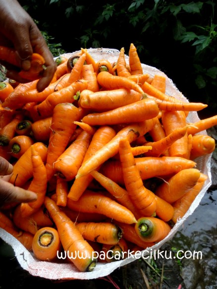 wortel hasil bumi kawasan sekitar air terjun Tirtosari Magetan