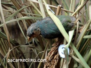 Museum Zoologi Bogor