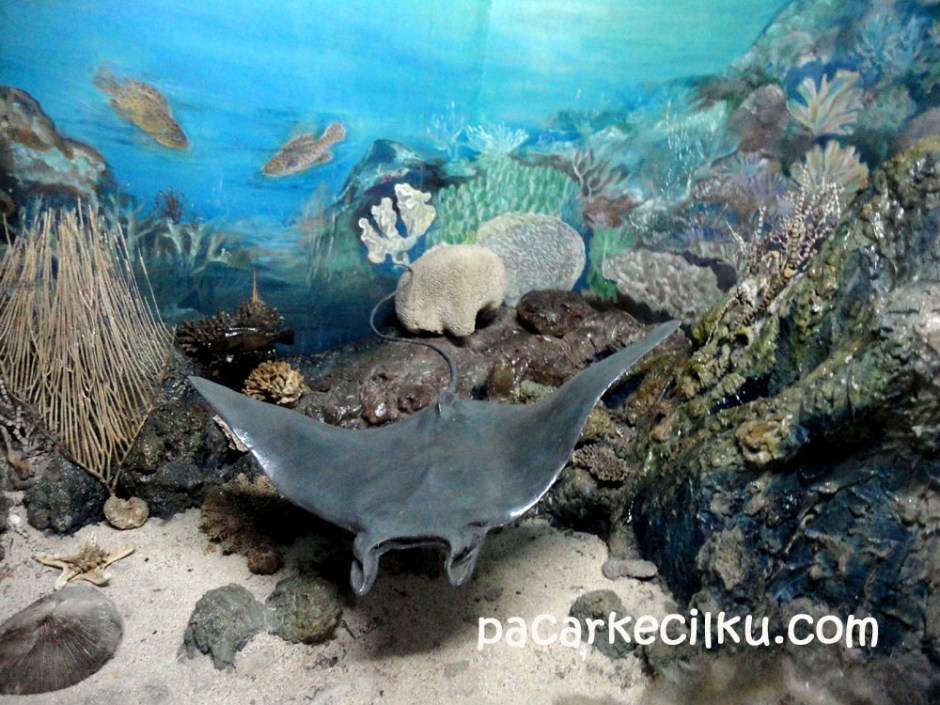 Museum Zoologi Bogor