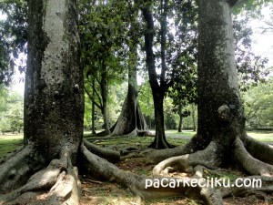 randu kembar di Kebun Raya Bogor